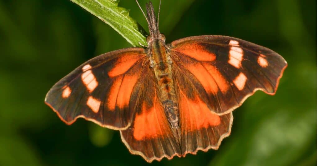 close up of an American snout butterfly