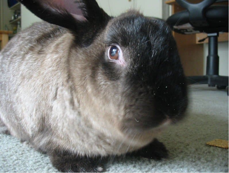 American Sable Rabbit