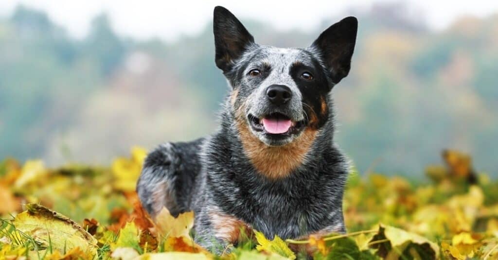 Australian cattle dog laying in leaves