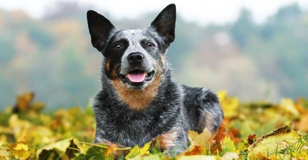 Australian cattle dog laying in leaves