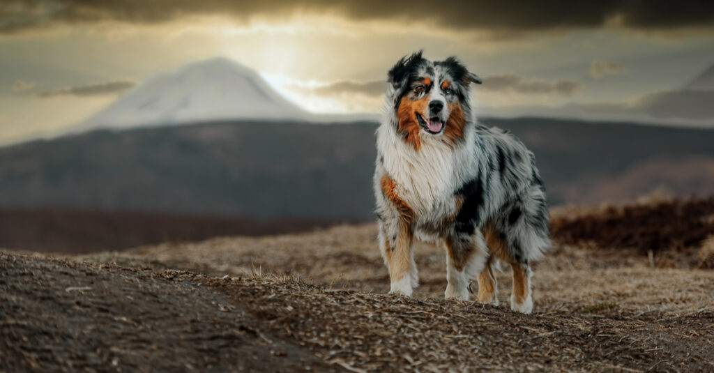 Australian shepherd at sunset