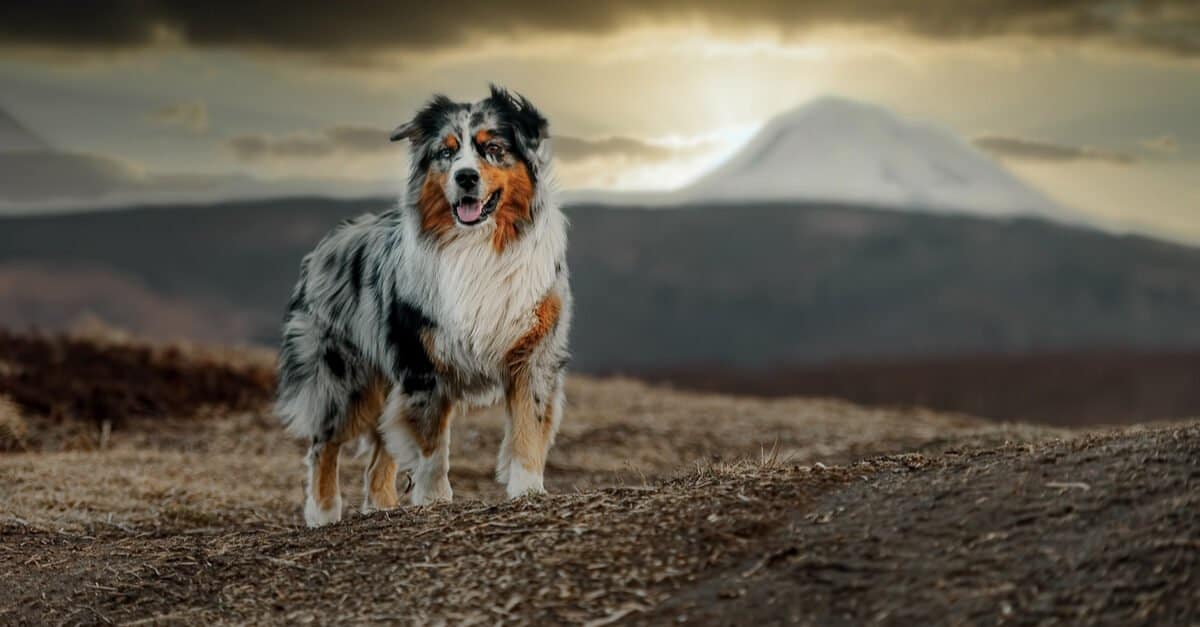 Everything you need to know about the heat cycle of an Australian Shep