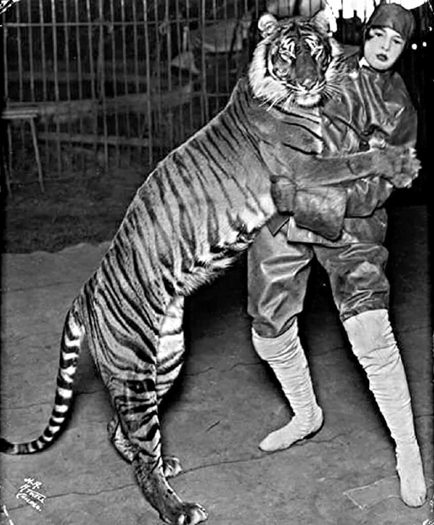 Bali tiger with Ringling Brothers circus