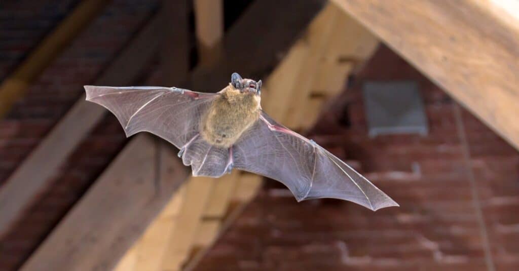 Bat flying in house
