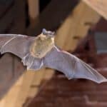 Flying Pipistrelle bat (Pipistrellus pipistrellus) in the wooden attic of a city church. This species is known for roosting and living in urban areas in Europe and Asia.