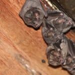 Bats roosting in the attic of an abandoned house. Bats can easily get into a house through open spaces.