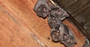 4 Signs There Are Bats in the Attic: Removal Tips, Safety Concerns, and Prevention photo