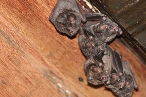 Bats roosting in the attic of an abandoned house. Bats can easily get into a house through open spaces.