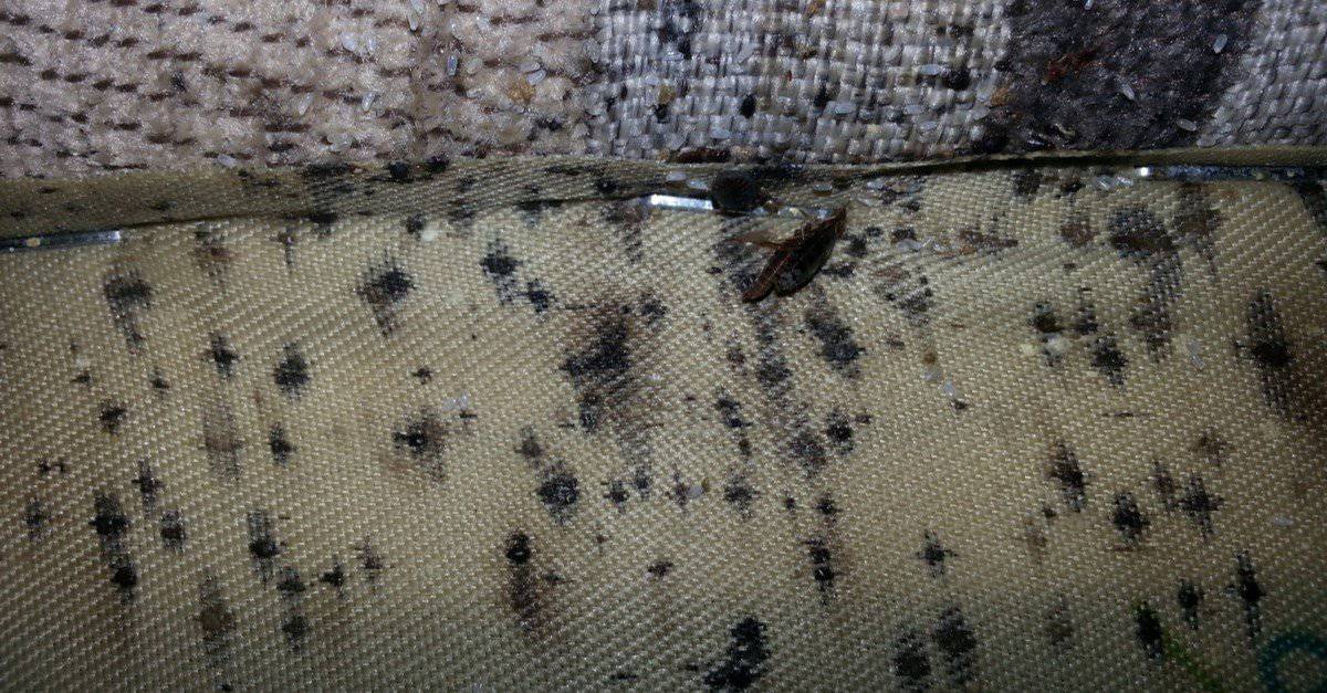 5 Early Signs Of Bed Bugs: How Do I Really Know If I Have Bed Bugs? - A ...