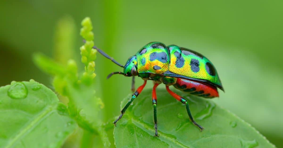 Types of Beetles: The Complete List - AZ Animals
