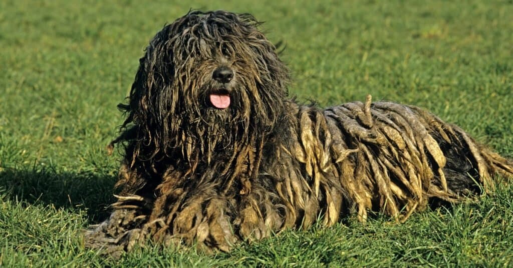 Bergamasco sheepdog laying in the grass