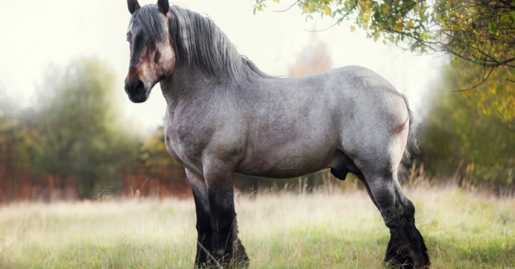 See King Buck, One of The World's Tallest Horses - A-Z Animals