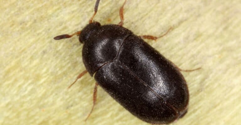 Big black beetle - Carpet beetle