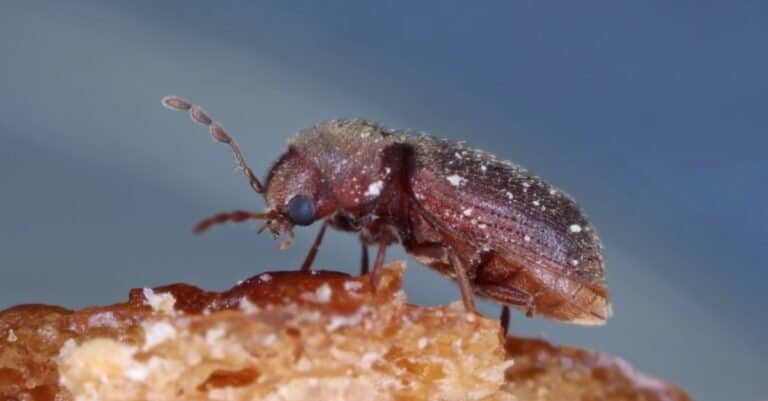 Drugstore beetle Stegobium paniceum known as bread beetle or biscuit beetle is pest in houses, stores and warehouses.