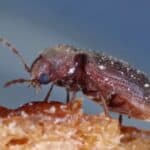 Drugstore beetle