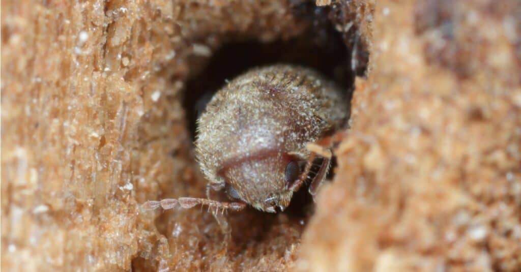 How to get rid of drugstore beetles: an expert guide