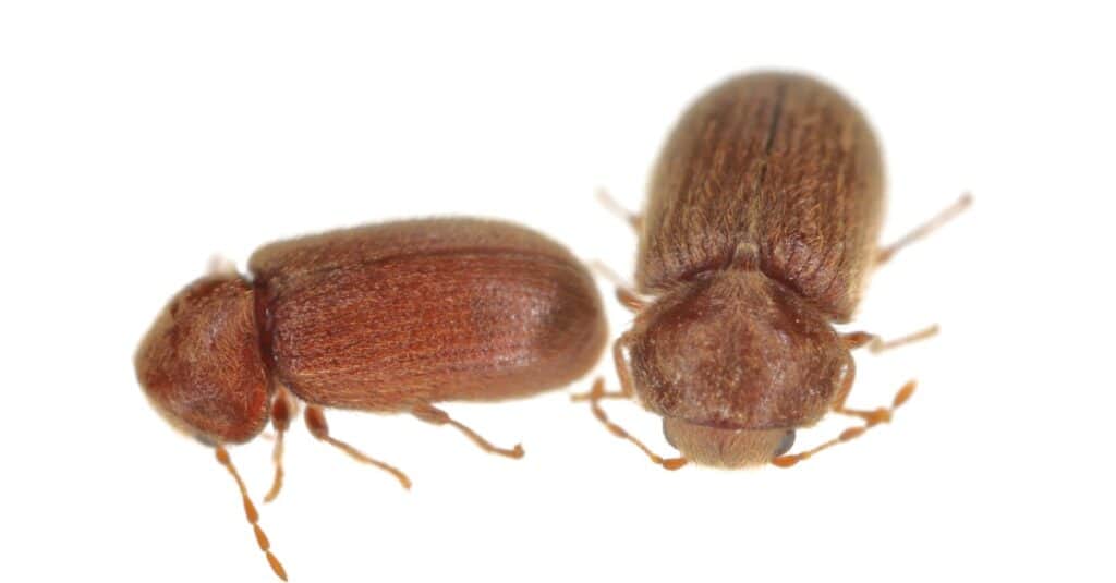 The drugstore beetles (Stegobium paniceum), also known as the bread beetle or biscuit beetle from family Anobiidae. Isolated on a white background.