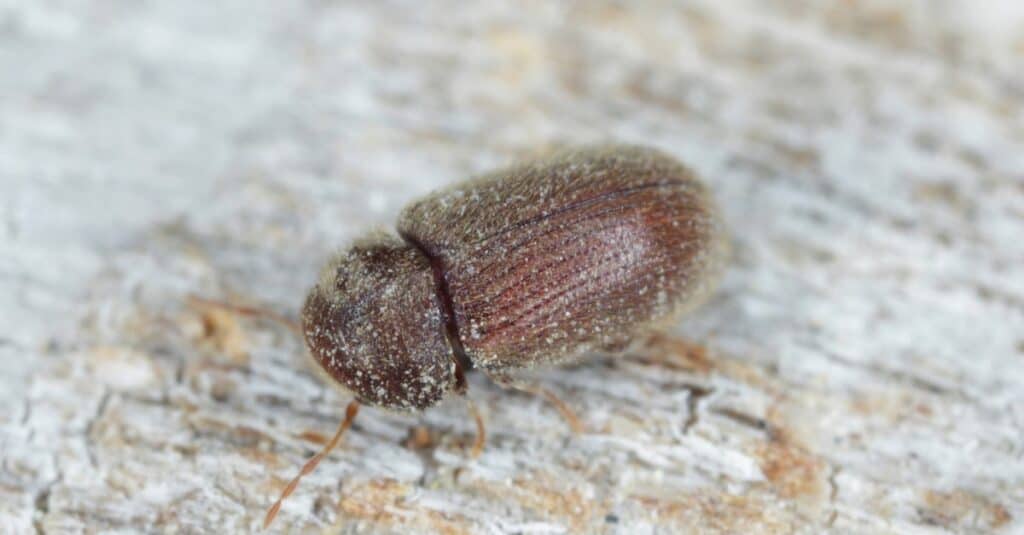 Drugstore beetle Stegobium paniceum known as bread beetle or biscuit beetle is pest in houses, stores and warehouses.