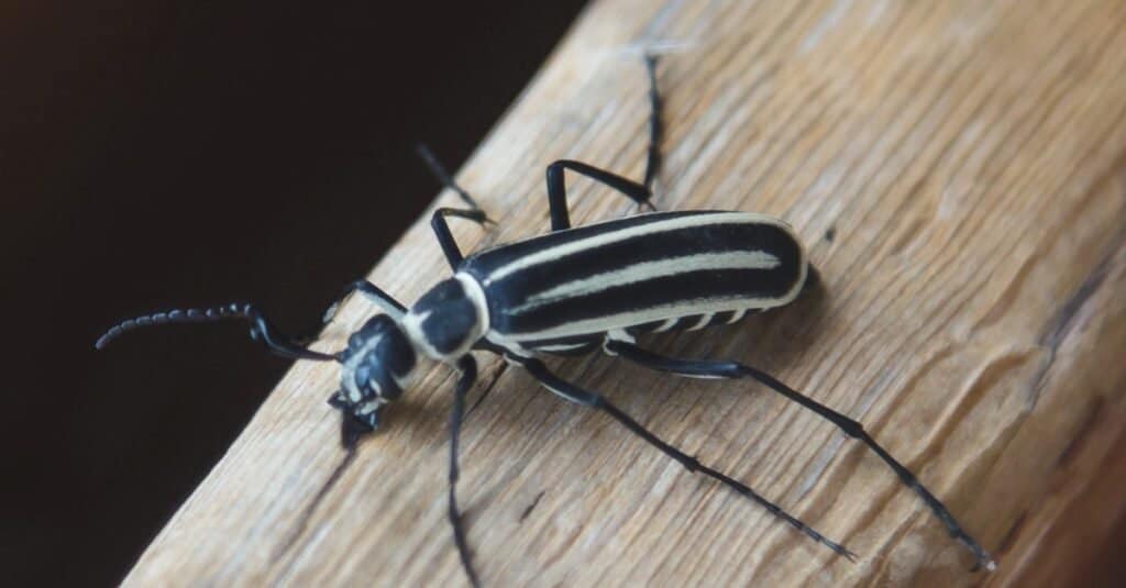 what-do-blister-beetle-bites-look-like-a-z-animals