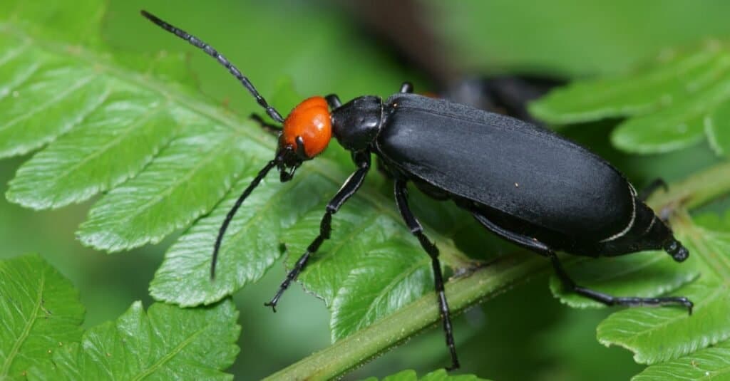 Blister beetle on plant