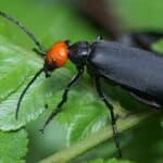 Blister beetles