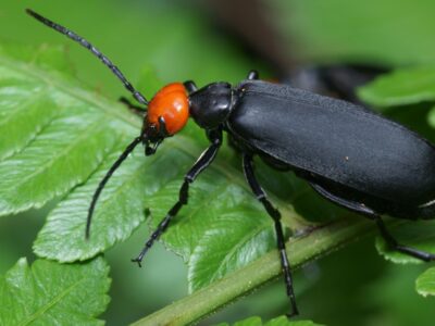A Blister Beetle