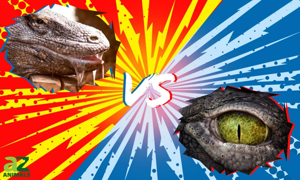 komodo dragon vs crocodile who would win in a fight