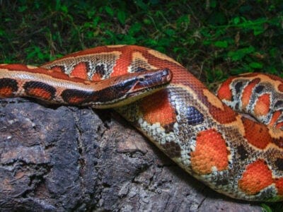 Blood Python Picture