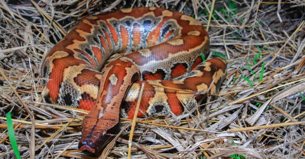 Blood Python in grass