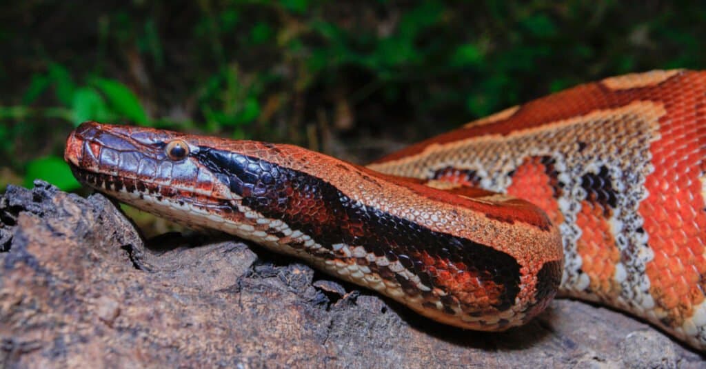 Huge Blood Python