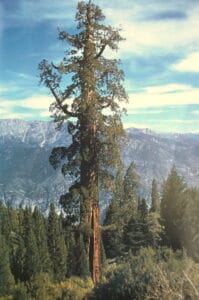 Sequoia vs. Ponderosa Pine Tree: 7 Differences Between These Towering Giants photo