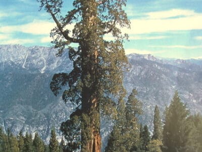 A Sequoia vs. Ponderosa Pine Tree: 7 Differences Between These Towering Giants