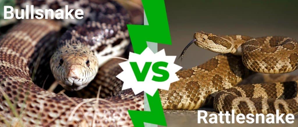 Bullsnake vs Rattlesnake