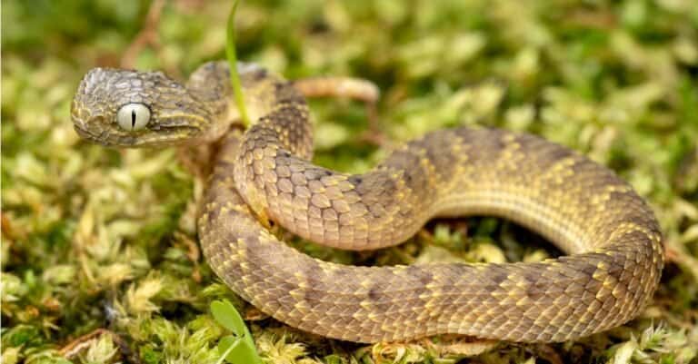 A day old venomous baby Bush Viper snake (Atheris squamigera).