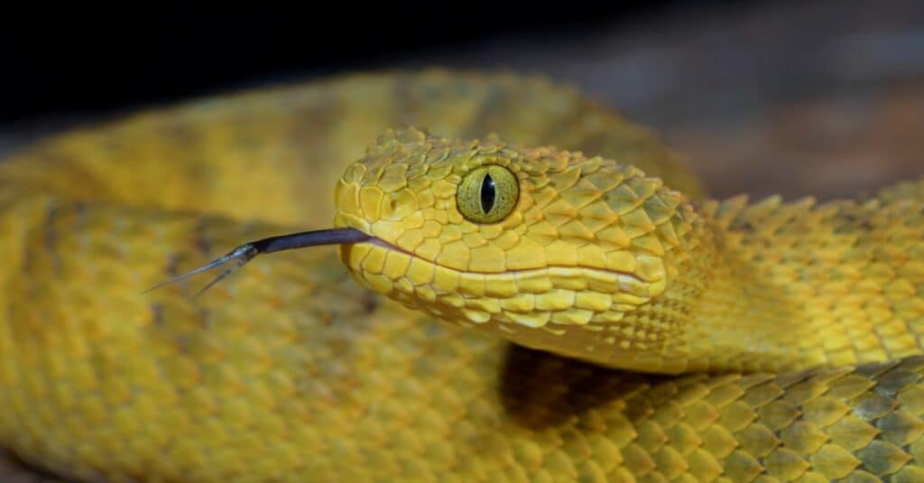 The bush viper's head, like the rest of its body, is covered with thick, imbricate, keel-like scales.