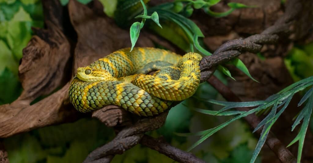 The colors of the Bush Viper can be uniform or mottled with blackish spotting.