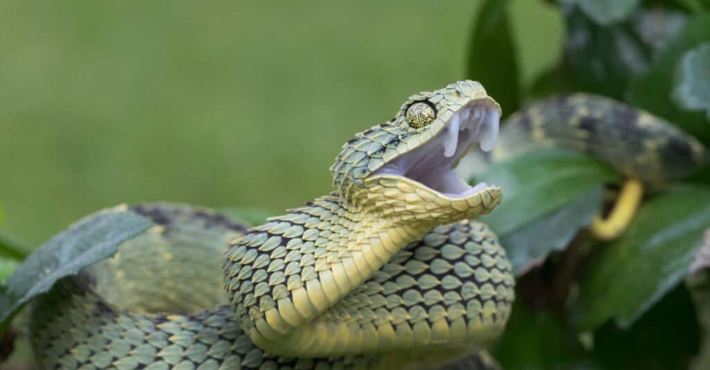 Very aggressive bush viper (Atheris squamigera) on a tree. The average size of a snake is 18 to 24 inches.