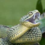 Bush Viper