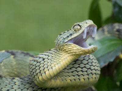 Bush Viper Picture