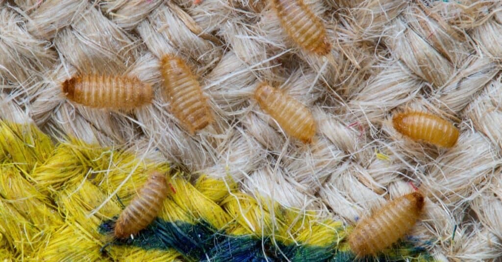 Carpet Beetle Eggs - larva in carpet