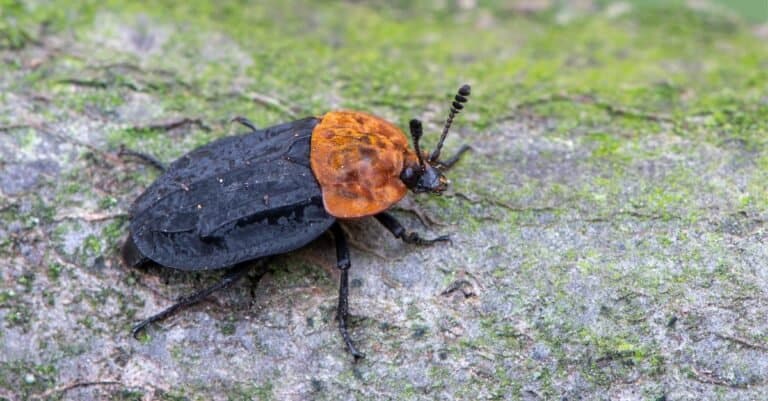 Flesh eating beetles