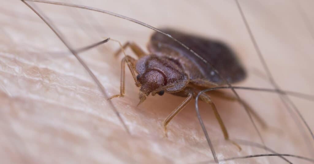 Where Do Bed Bugs Nest? - A-Z Animals