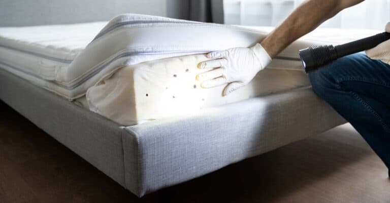 Check for bed bugs - mattress