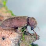 Common furniture beetle