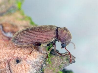 A Common Furniture Beetle