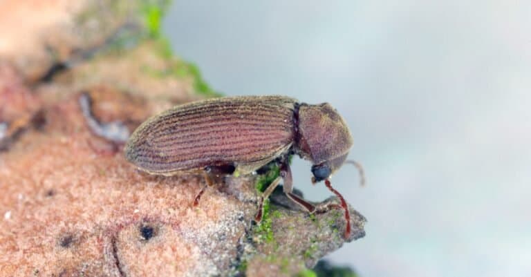 Wood borer beetle also called common furniture beetle from family Anobiidae on damaged wood.