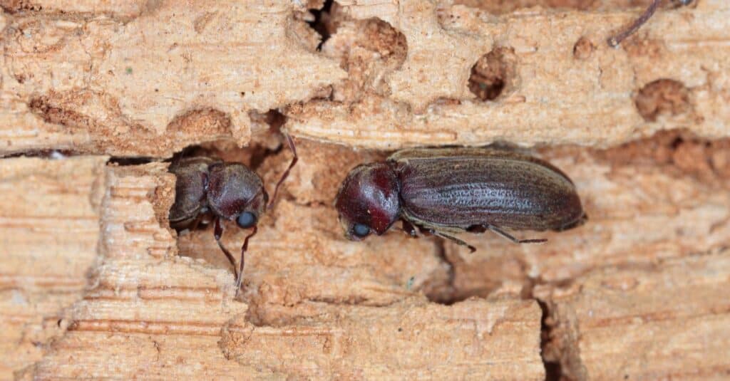 Common Furniture Beetle on damaged wood.