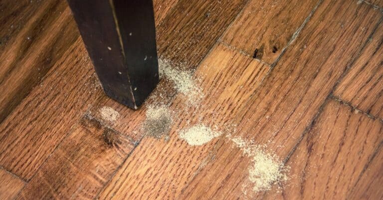 Detail of Common Furniture Beetle Damage, infestation is recognisable by sawdust on the floor and by holes in the wood.