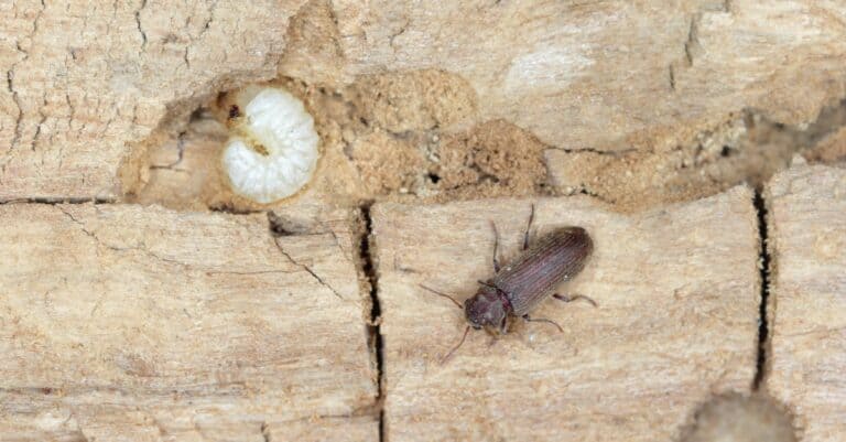 Common Furniture Beetle and its larva on damaged wood.