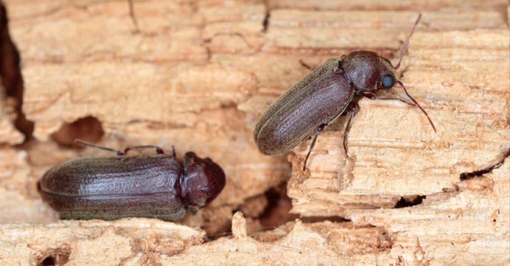 Common Furniture Beetle on damaged wood.
